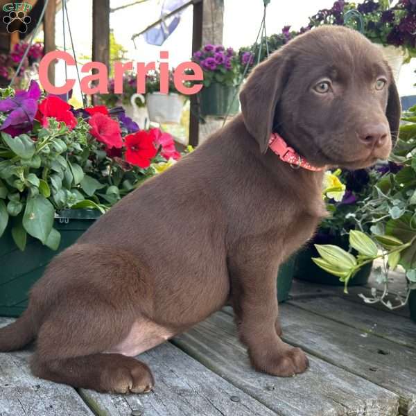 Carrie, Chocolate Labrador Retriever Puppy